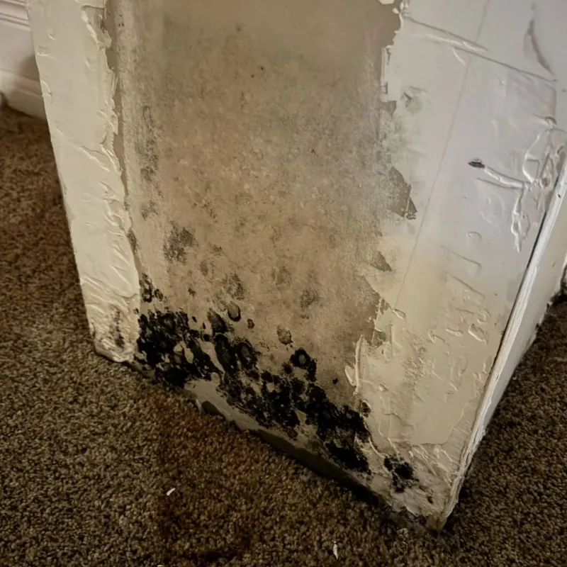 Professional Mold Removal in Houston, MS